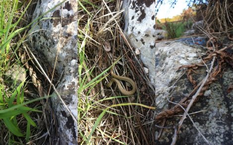 surprises include discovering remnants of my 2012 work blending in with snakes still quiet before the sun warms them in the early morning
